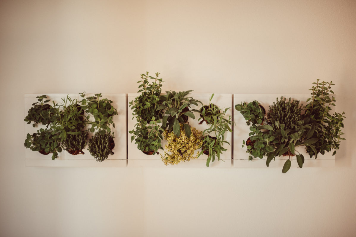 Find a seasonal herbal wall garden in each of our villas in Piedmont.