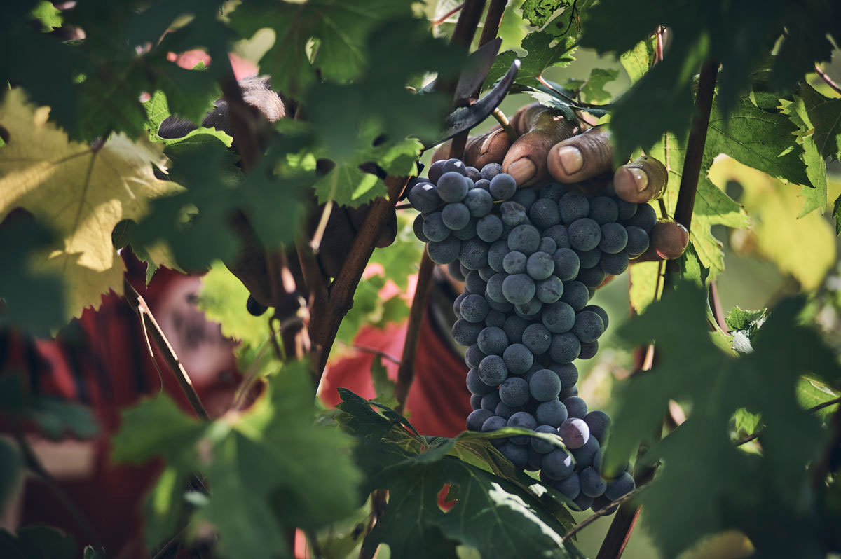 2018 nebbiolo for Barolo harvest at the Monvigliero Vineyard Villas.